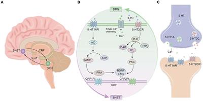 The role and mechanism of 5-HTDRN-BNST neural circuit in anxiety and fear lesions